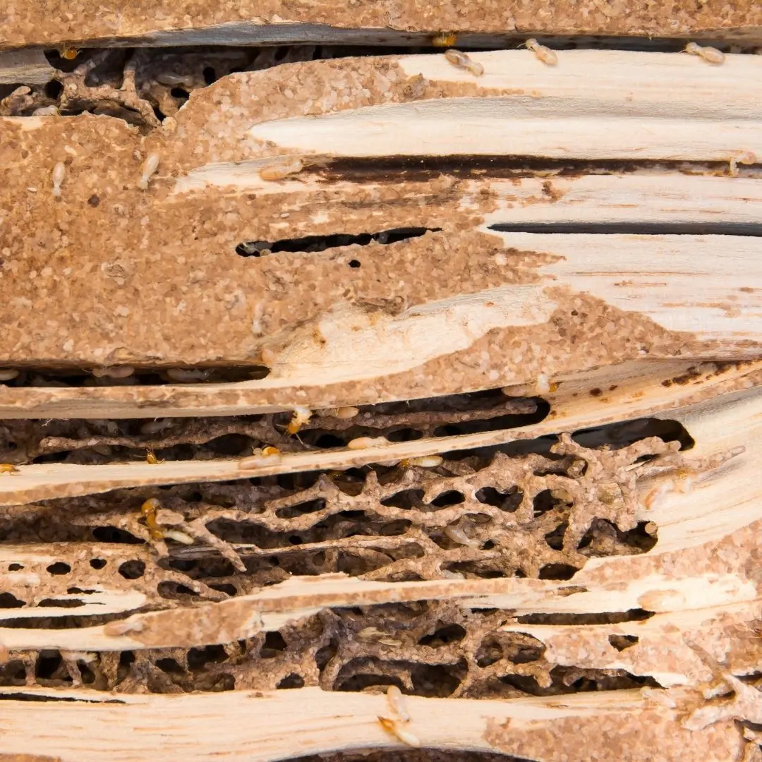 Subterranean termites and mud galleries inside damaged wood found during termite extermination in Phoenix, AZ